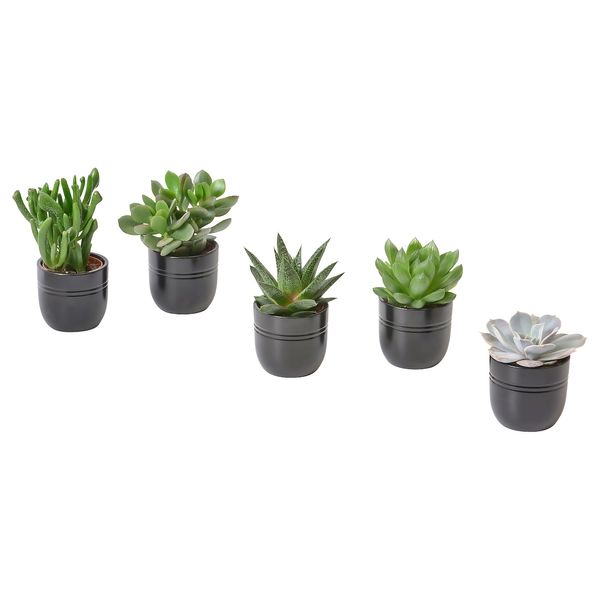 IKEA SUCCULENT Рослина в горщику, сукулент різні/чорний, 6 см 80564444 фото