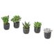 IKEA SUCCULENT Рослина в горщику, сукулент різні/чорний, 6 см 80564444 фото 1