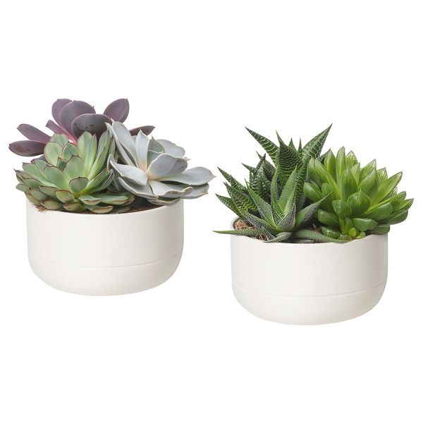 IKEA SUCCULENT Рослина в горщику, сукулент/білий, 14 см 30546377 фото