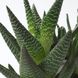 IKEA SUCCULENT Рослина в горщику, сукулент/білий, 14 см 30546377 фото 4