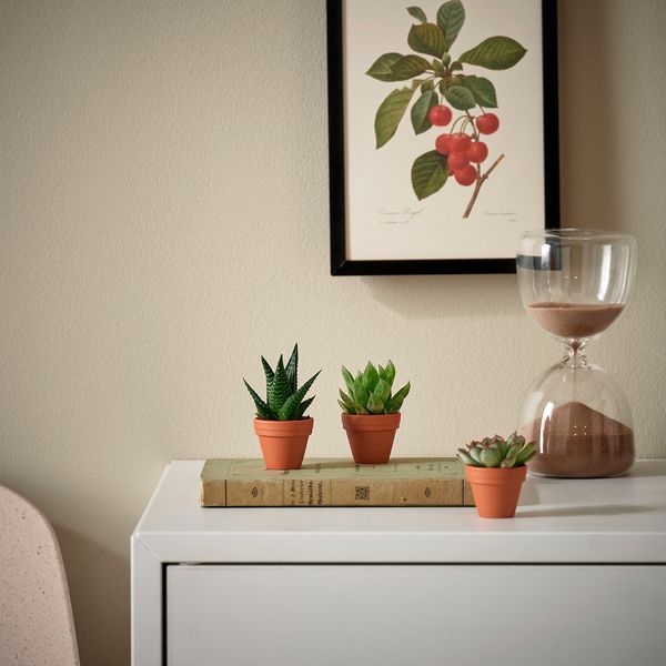 IKEA SUCCULENT Рослина в горщику, різні/Сукулент, 3 см 20543223 фото