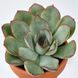 IKEA SUCCULENT Рослина в горщику, різні/Сукулент, 3 см 20543223 фото 4