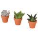 IKEA SUCCULENT Рослина в горщику, різні/Сукулент, 3 см 20543223 фото 1