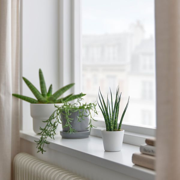 IKEA SANSEVIERIA Рослина в горщику, змієвик різні кольори, 6 см 30402034 фото