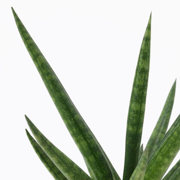 IKEA SANSEVIERIA Рослина в горщику, змієвик різні кольори, 6 см 30402034 фото