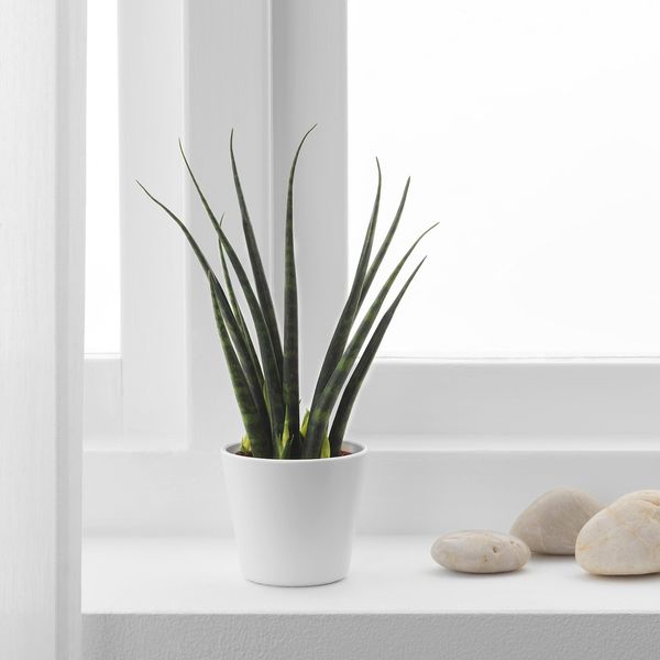 IKEA SANSEVIERIA Рослина в горщику, змієвик різні кольори, 6 см 30402034 фото