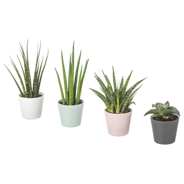 IKEA SANSEVIERIA Рослина в горщику, змієвик різні кольори, 6 см 30402034 фото