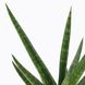 IKEA SANSEVIERIA Рослина в горщику, змієвик різні кольори, 6 см 30402034 фото 4