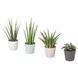 IKEA SANSEVIERIA Рослина в горщику, змієвик різні кольори, 6 см 30402034 фото 1