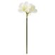 IKEA VINTERFINT Штучна квітка, для приміщення/на вулиці, амариліс білий, 60 см 50562154 фото 1
