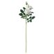 IKEA SMYCKA Штучна квітка для внутрішнього/зовнішнього використання, біла троянда, 65 см 90560148 фото 1