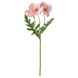 IKEA SMYCKA Штучна квітка, для внутрішнього/зовнішнього використання/Мак рожевий, 27 см 30560151 фото 1